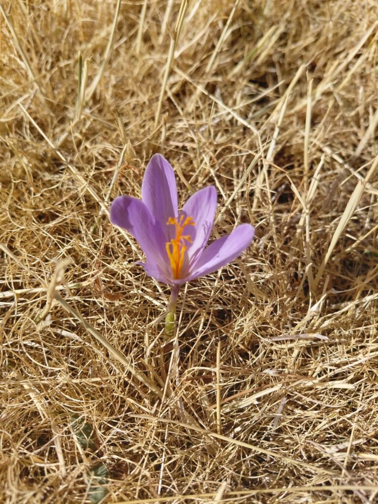 Flor de color violeta entre la hierba seca