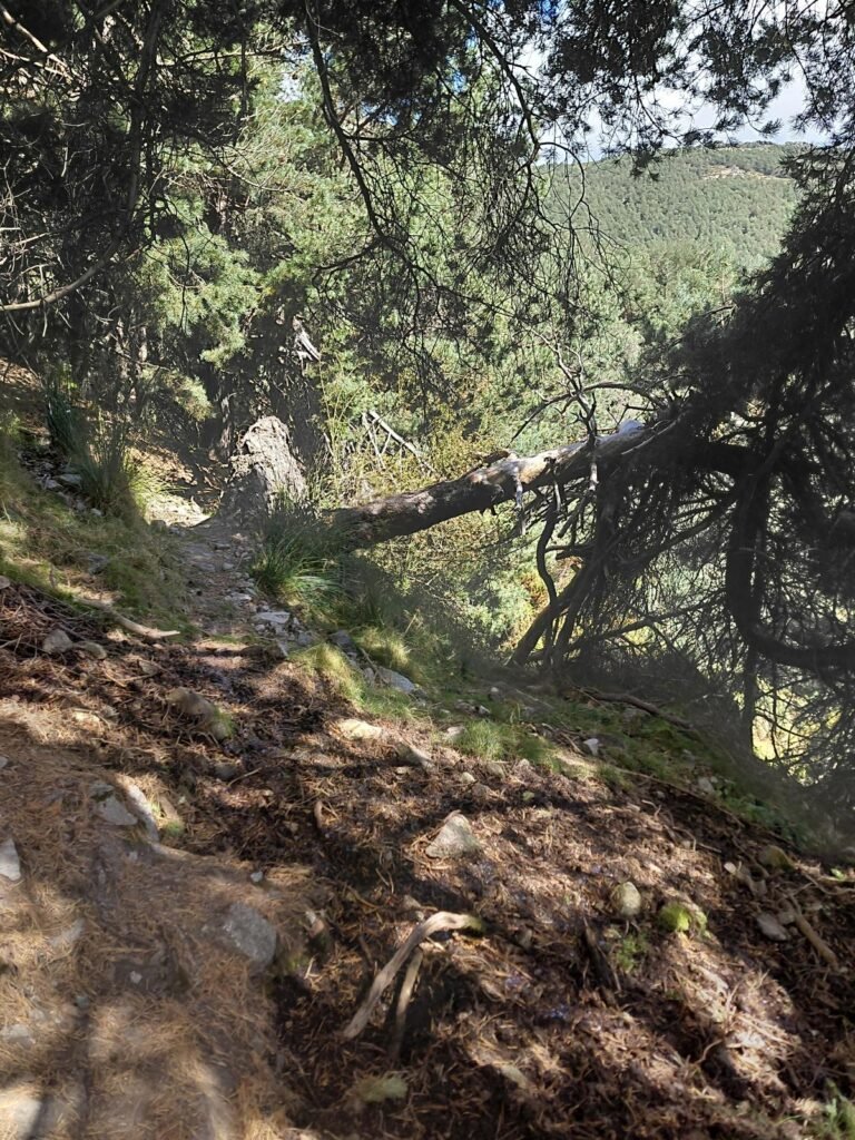 Sendero entre rocas y pinos en sombra