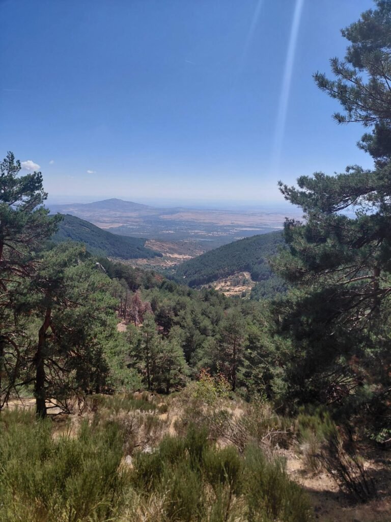 Vista de un valle abierto entre pinos desde la ladera de la sierra