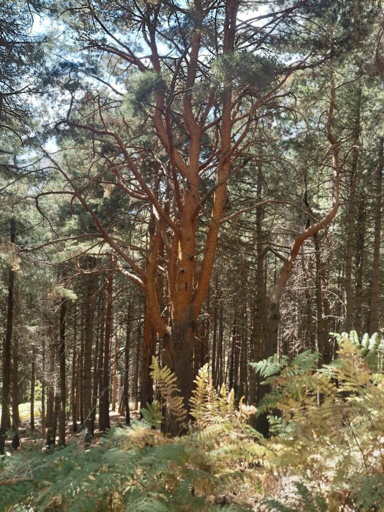 Tronco anaranjado de pino silvestre en un pinar con helechos