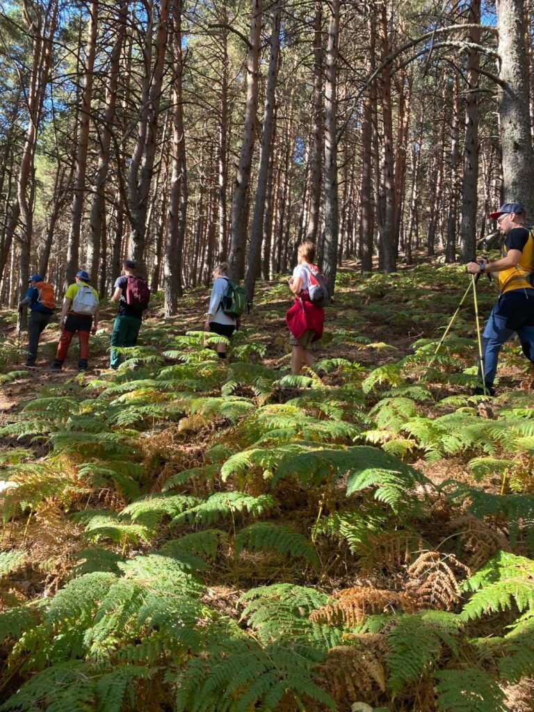 Grupo de caminantes atravesando un helechal bajo pinos altos